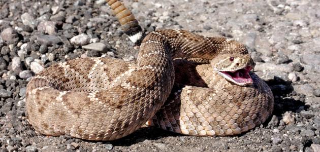 أين توجد حاسة الشم للثعبان