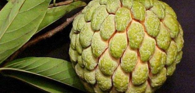 أين توجد فاكهة القشطة أين توجد فاكهة القشطة