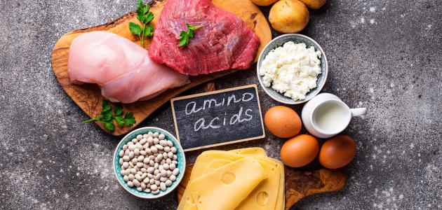 أين يتم هضم البروتينات