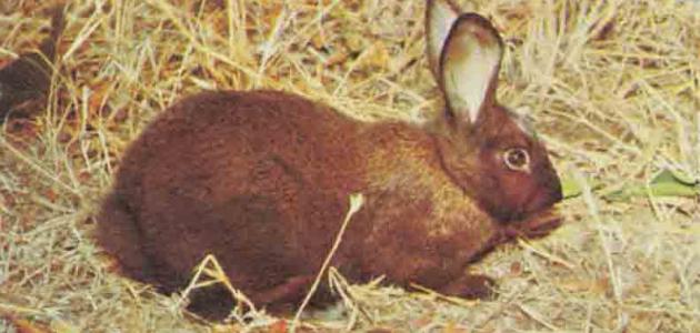 أين يعيش الأرنب أين يعيش الأرنب