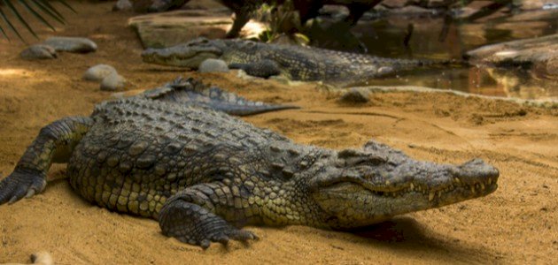 أين يعيش التمساح أين يعيش التمساح