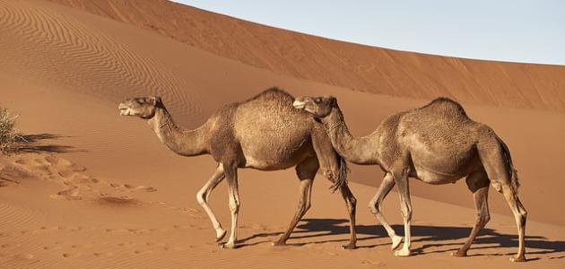 أين يعيش الجمل أين يعيش الجمل