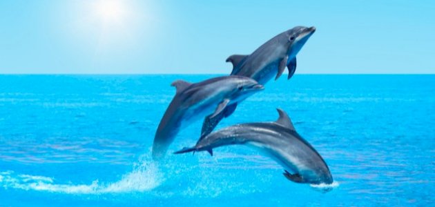 أين يعيش الدولفين أين يعيش الدولفين