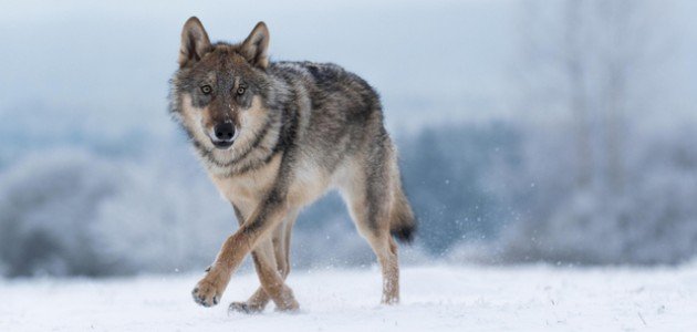 أين يعيش الذئب أين يعيش الذئب