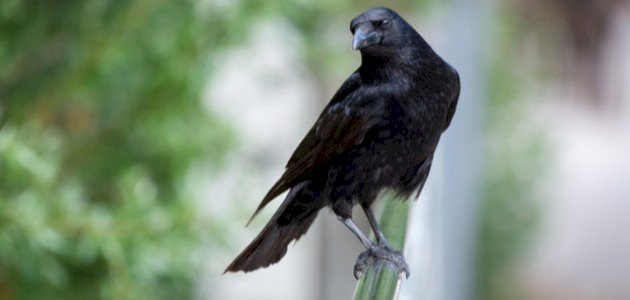 أين يعيش الغراب أين يعيش الغراب