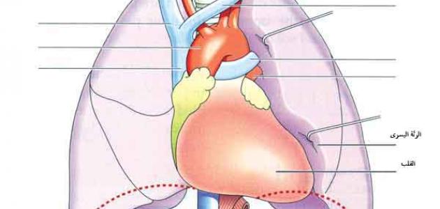 أين يقع الحجاب الحاجز أين يقع الحجاب الحاجز