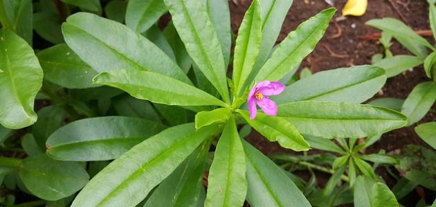 أين يوجد الكولاجين في الأعشاب