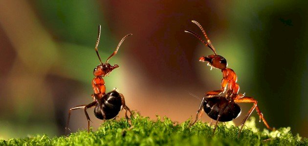 أين يوجد حمض الفورميك