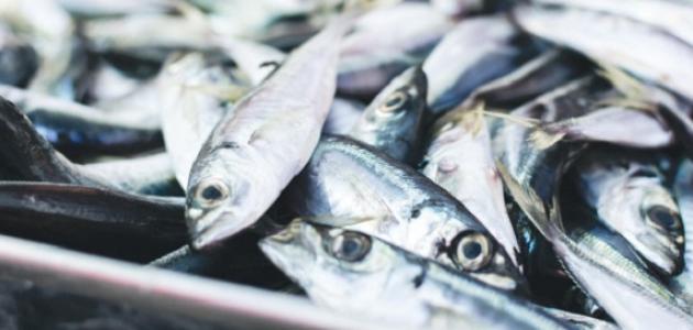 أين يوجد حمض اليوريك أين يوجد حمض اليوريك