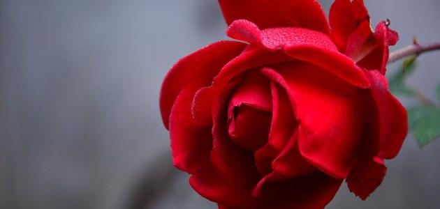 احلى ابيات الغزل احلى ابيات الغزل