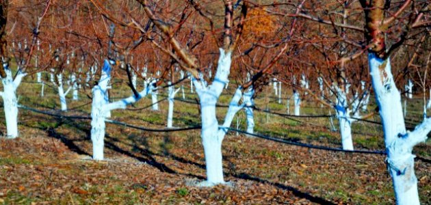 استخدام كبريتات النحاس في الزراعة