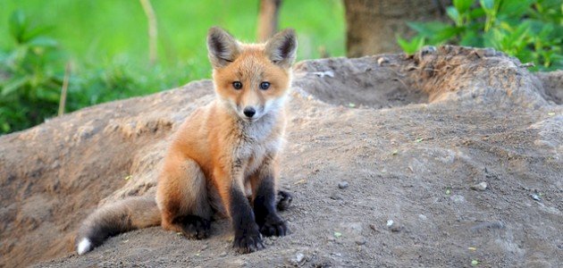 اسم صغير الثعلب