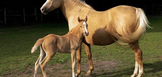 اسم صغير الحصان اسم صغير الحصان