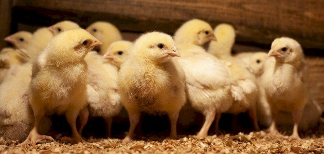 اسم صغير الدجاج اسم صغير الدجاج