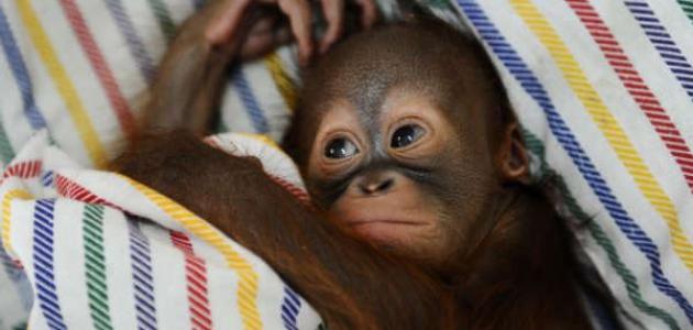 اسم صغير القرد اسم صغير القرد