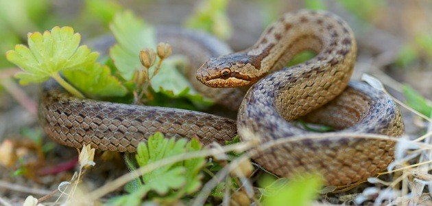 اسم صوت الأفعى اسم صوت الأفعى