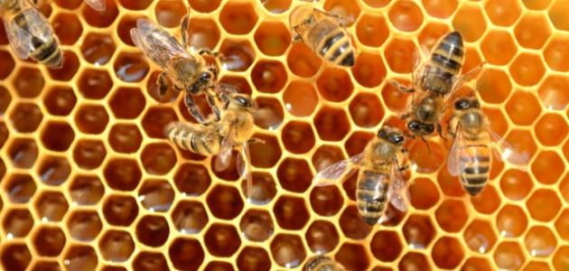 الأشكال الهندسية في الطبيعة