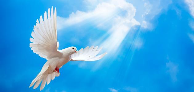 الإسلام والسلام الإسلام والسلام