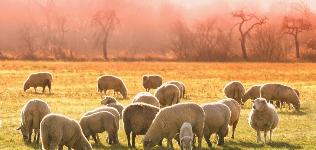 الاشتراك في ثمن الأضحية الاشتراك في ثمن الأضحية