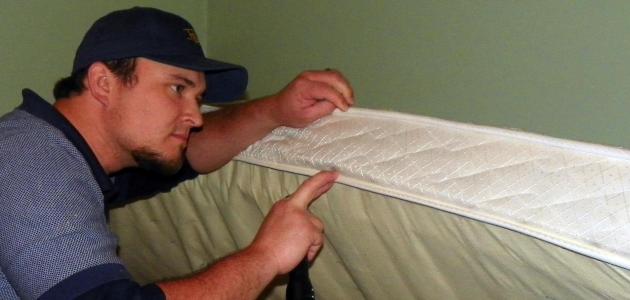 التخلص من البق بالريحان التخلص من البق بالريحان