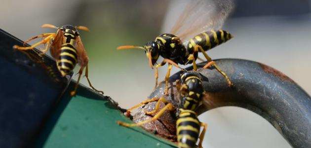 التخلص من الدبابير التخلص من الدبابير