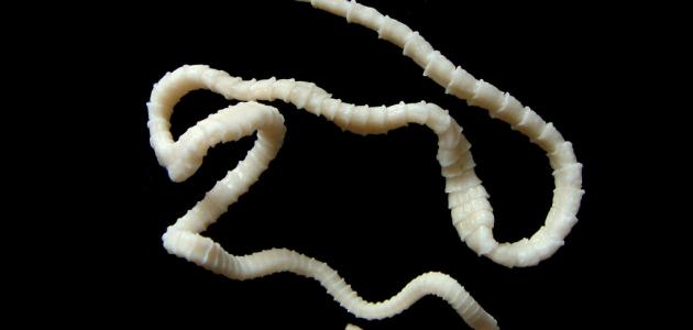 التخلص من الديدان المسببة للنحافة