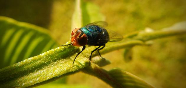 التخلص من الذباب الصغير في المنزل