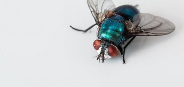 التخلص من الذباب بالخميرة التخلص من الذباب بالخميرة