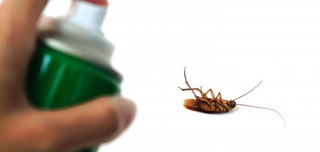 التخلص من الصراصير الصغيرة التخلص من الصراصير الصغيرة