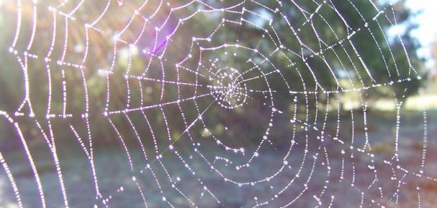 التعريف بسورة العنكبوت التعريف بسورة العنكبوت