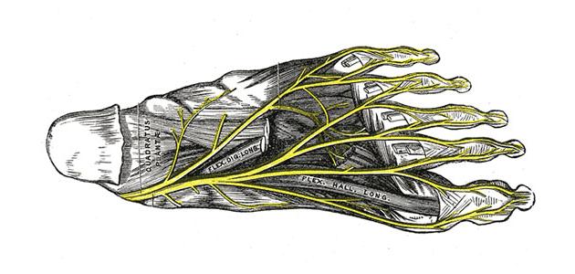 التهاب أوتار القدم التهاب أوتار القدم