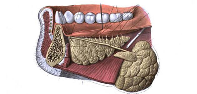 التهاب الغدد اللعابية التهاب الغدد اللعابية