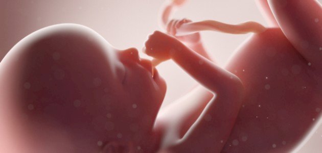 الجنين في الأسبوع الثامن الجنين في الأسبوع الثامن