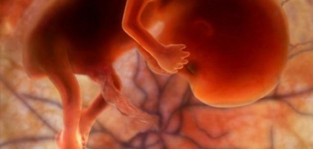 الجنين في شهر الخامس الجنين في شهر الخامس