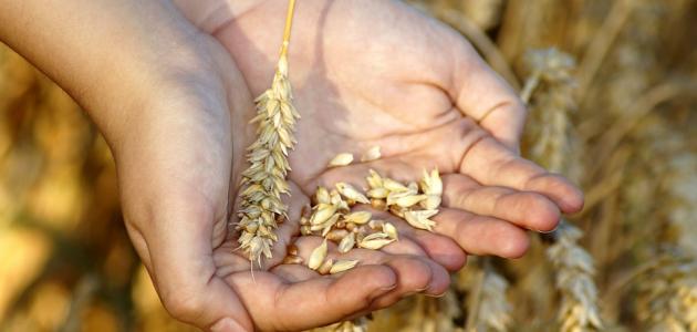 الحث على الصدقة الحث على الصدقة