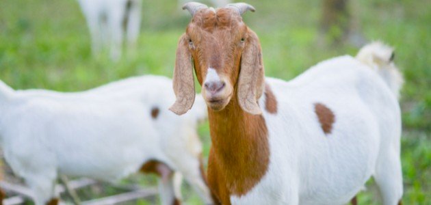 الحكمة من ذبح الأضحية الحكمة من ذبح الأضحية