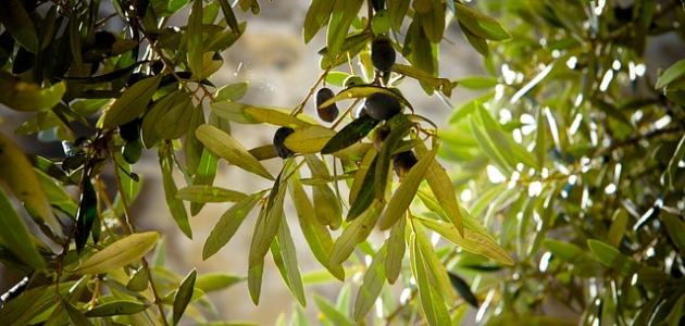 الحكمة من قسم الله بالتين والزيتون الحكمة من قسم الله بالتين والزيتون