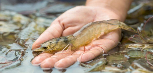 الروبيان الروبيان