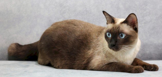 الصفات الشكلية للقط السيامي الصفات الشكلية للقط السيامي