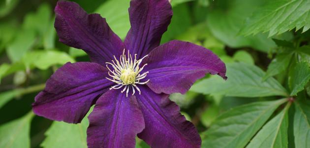 الصفات الوراثية عند النبات