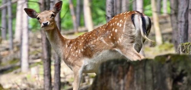 الصيد الجائر الصيد الجائر