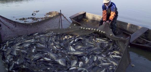 الصيد العشوائي الصيد العشوائي