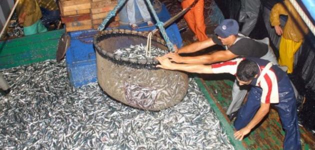 الصيد في المغرب