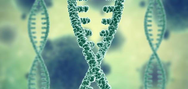 الطفرات المفيدة والضارة الطفرات المفيدة والضارة