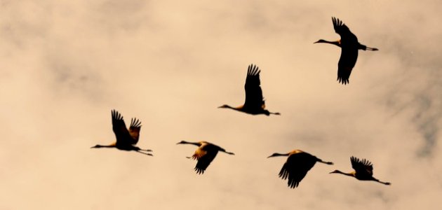 الطيور المهاجرة الطيور المهاجرة