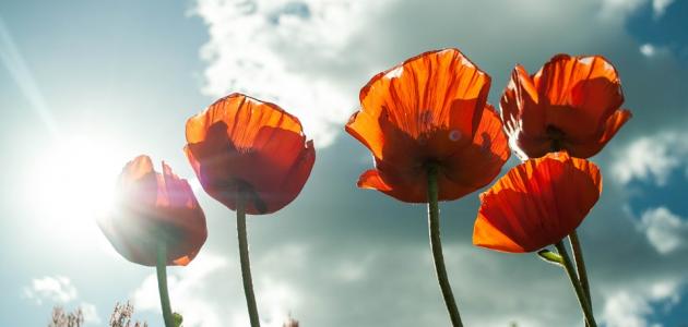 الفرق بين الحب والعشق والهيام