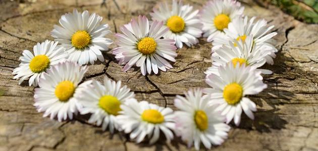 الفرق بين الصديق والحبيب