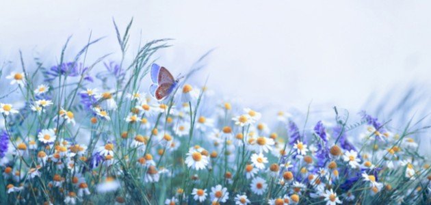 الفرق بين الكائنات الحية وغير الحية الفرق بين الكائنات الحية وغير الحية