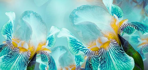 الفرق بين اللون الفيروزي والتركواز