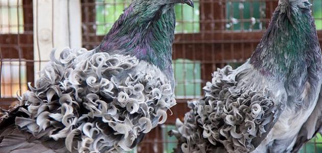 الفرق بين ذكر وأنثى الحمام الفرق بين ذكر وأنثى الحمام